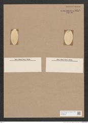 Navicula sp. (de-Toni-Nr.: Genus 1) Zeichnungen Sammlung Grunow Nr. 1659 (NHMW-BOT-W0368220)